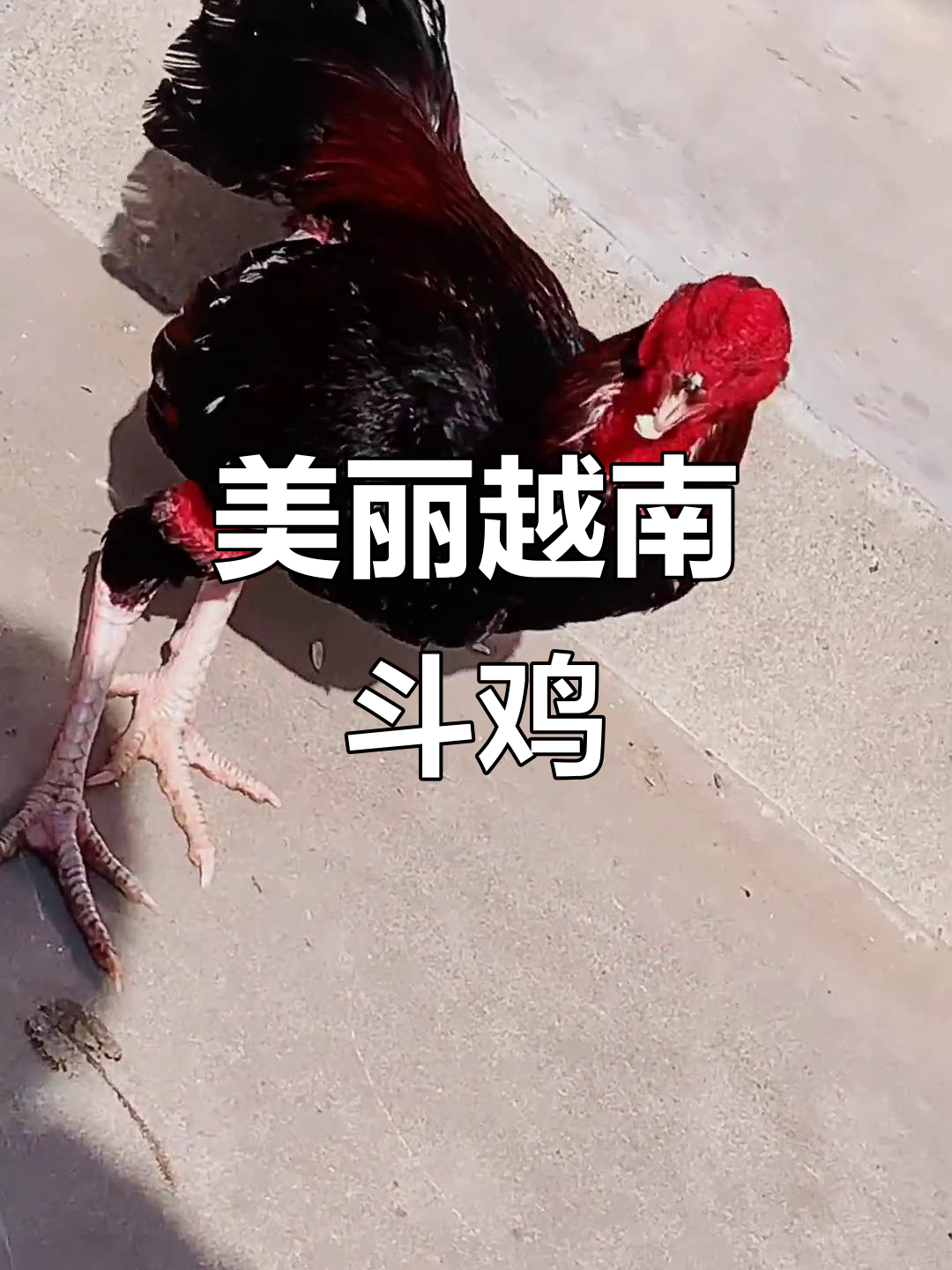 越南纯种斗鸡，白嘴白脚大骨架，体重七斤左右