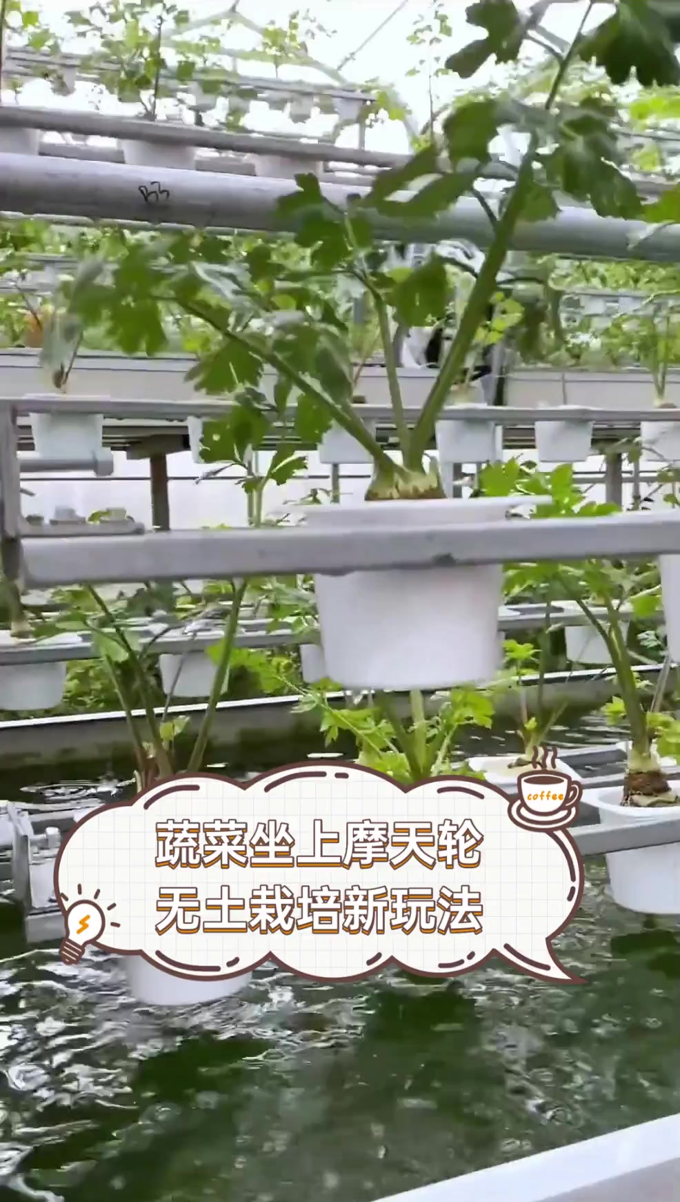 蔬菜坐上摩天轮,无土栽培新玩法