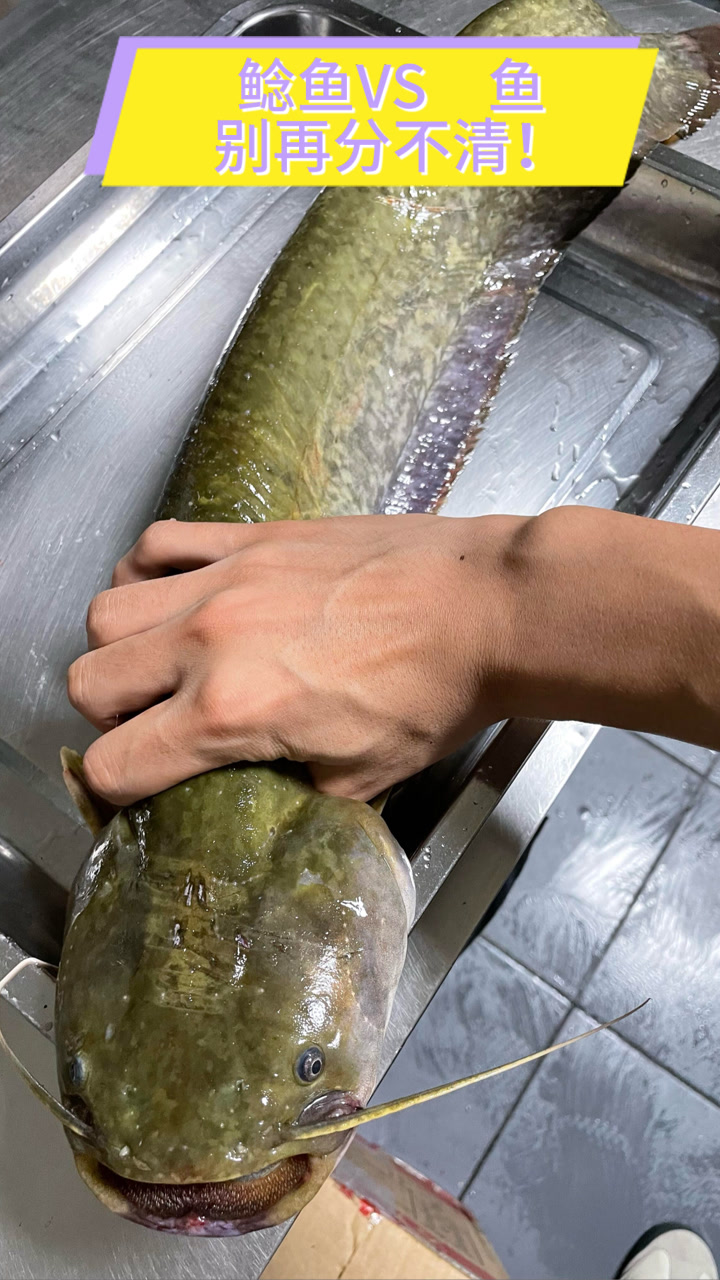 鲶鱼VS鱼别再分不清！