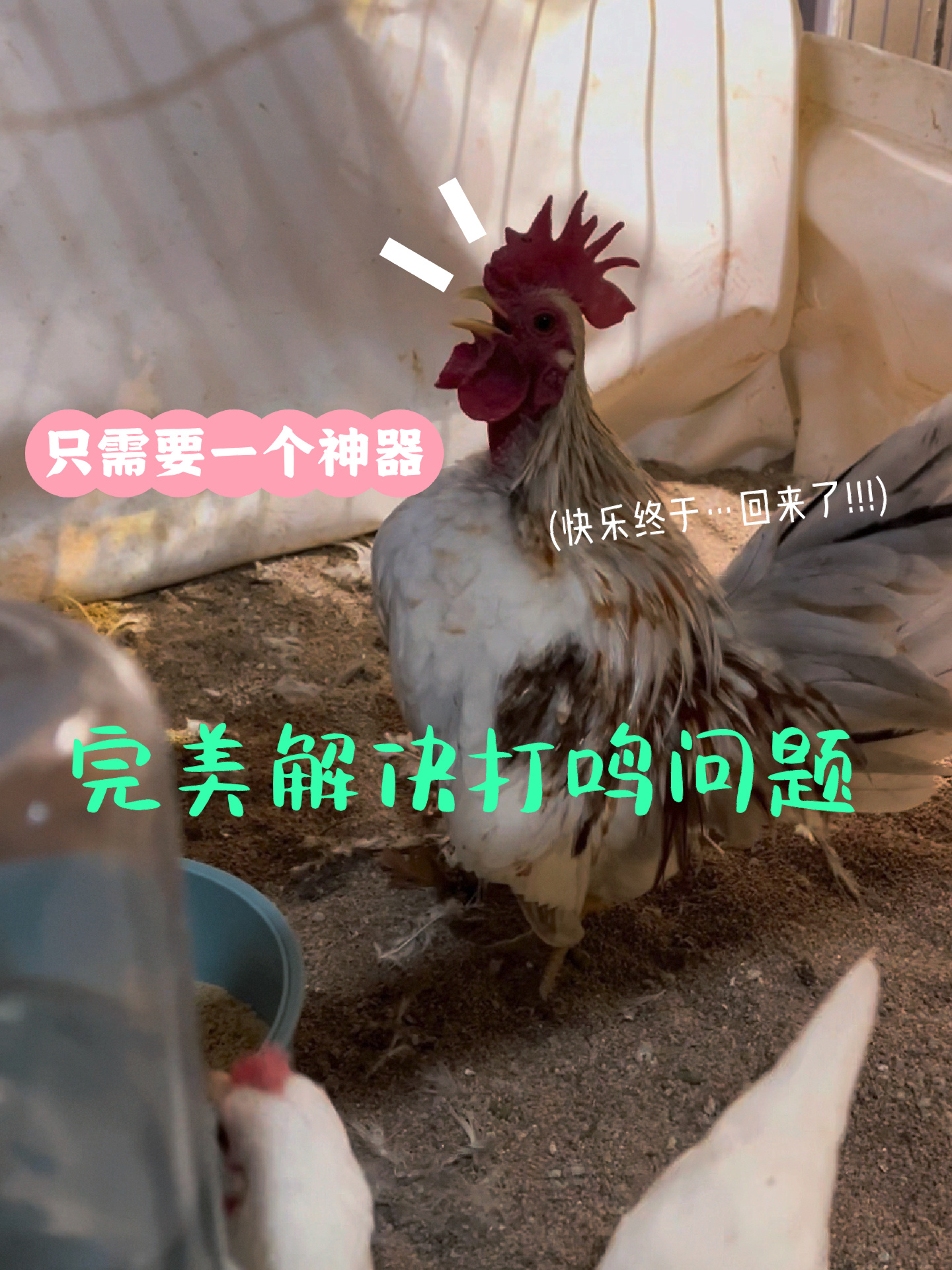 「塞拉玛」公鸡打鸣怎么办?