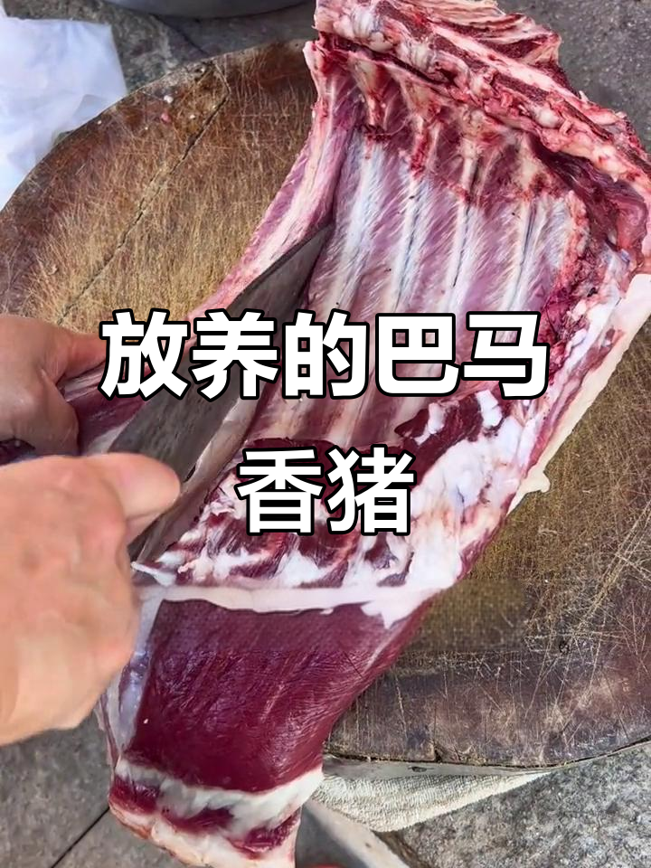 农家放养两年,巴马香猪肉的味道让人怀念