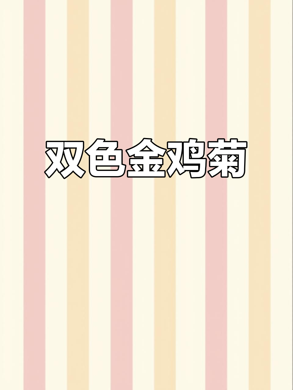 金鸡菊双色盆,营养钵大量供应