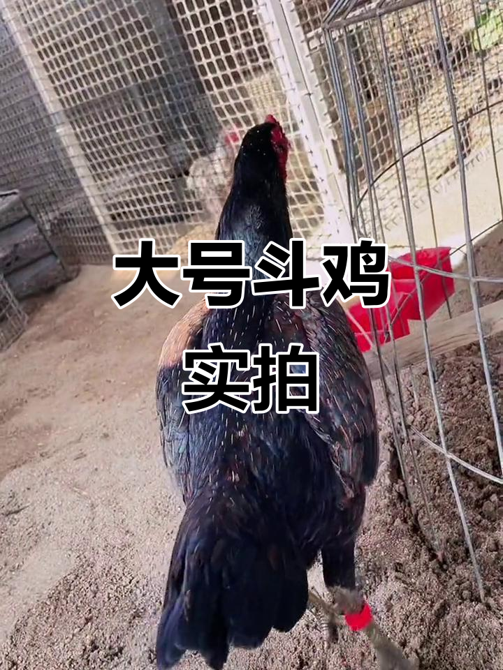 6.8斤大号斗鸡,铁绿脚全满钢!山林投命一流