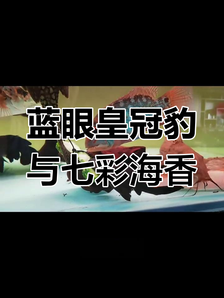 蓝色眼睛的神秘鱼类,来自哥伦比亚和亚洲的美妙邂逅