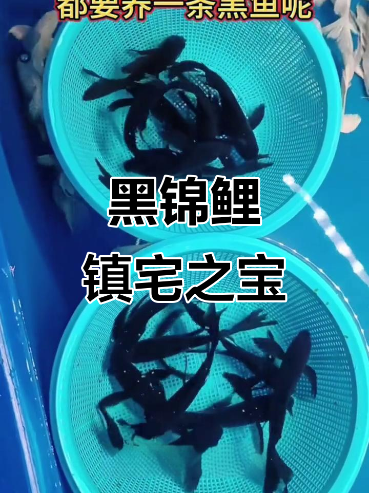 黑色锦鲤,优雅与吉祥的完美结合,守护家庭与事业