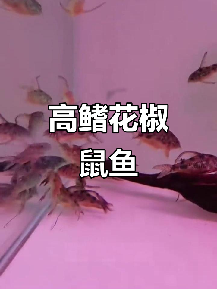 花椒老鼠鱼:高鳍大C的美丽与独特