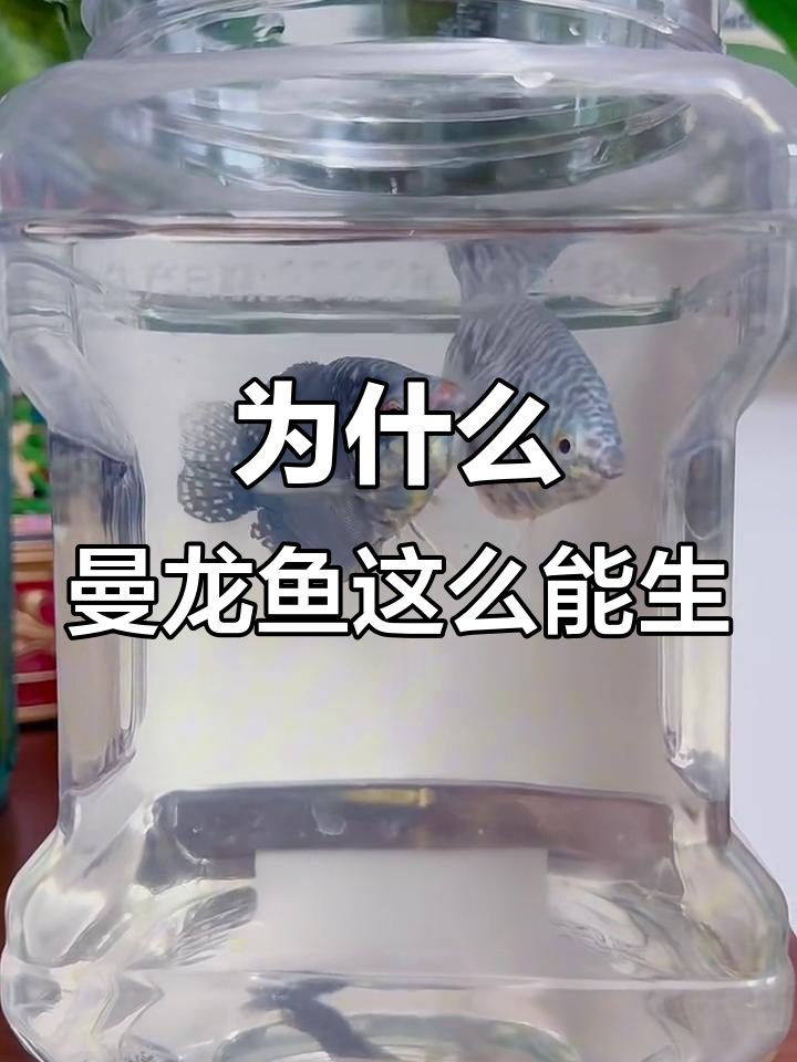 曼龙鱼为何如此能生？揭秘繁殖能力超强的原因