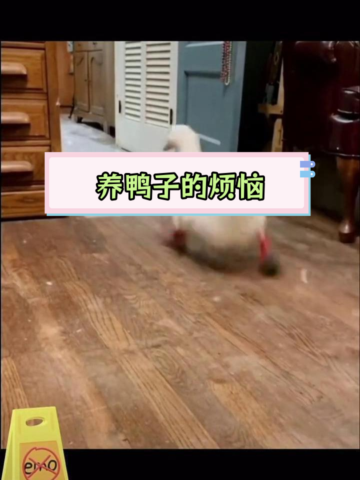 鸭子来回跑,紧张又害怕