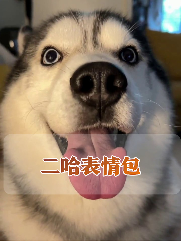 哈士奇魔性笑容合集,每帧都是行走的表情包!