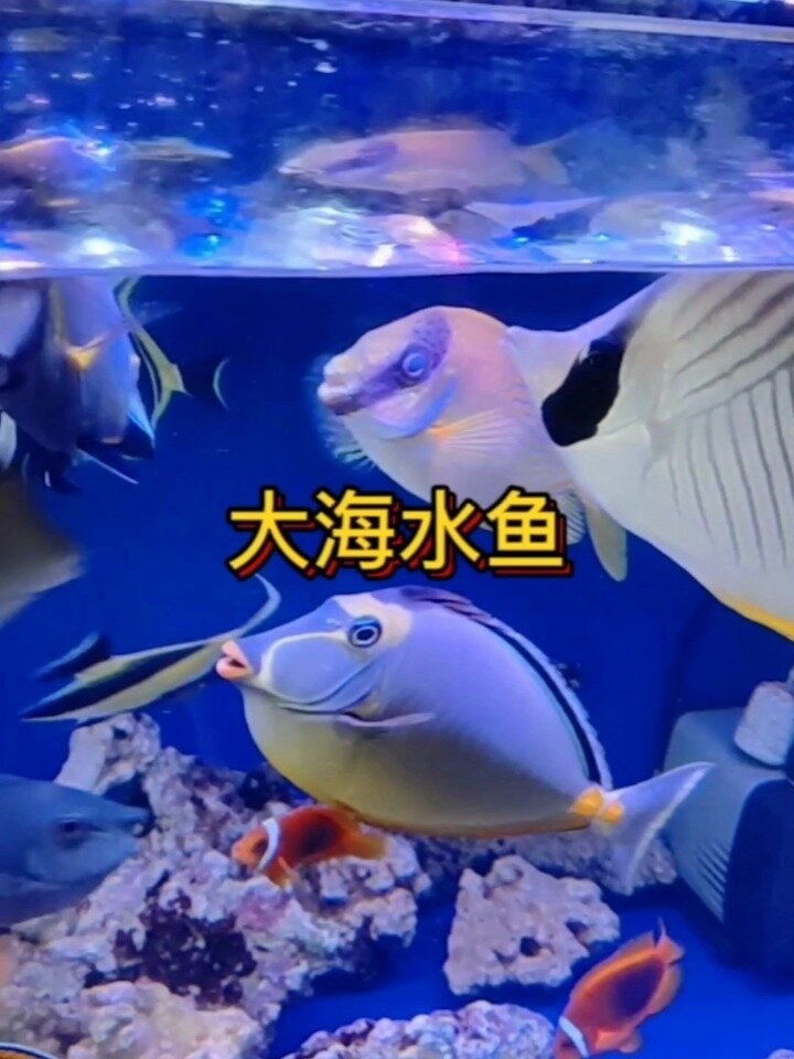 海水观赏鱼七彩吊神像