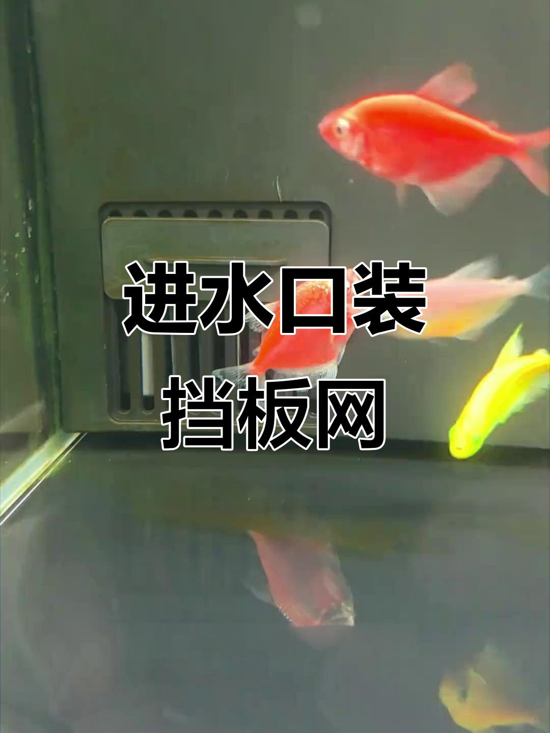 鱼缸进水口安装挡网,保护小鱼免受吸力伤害