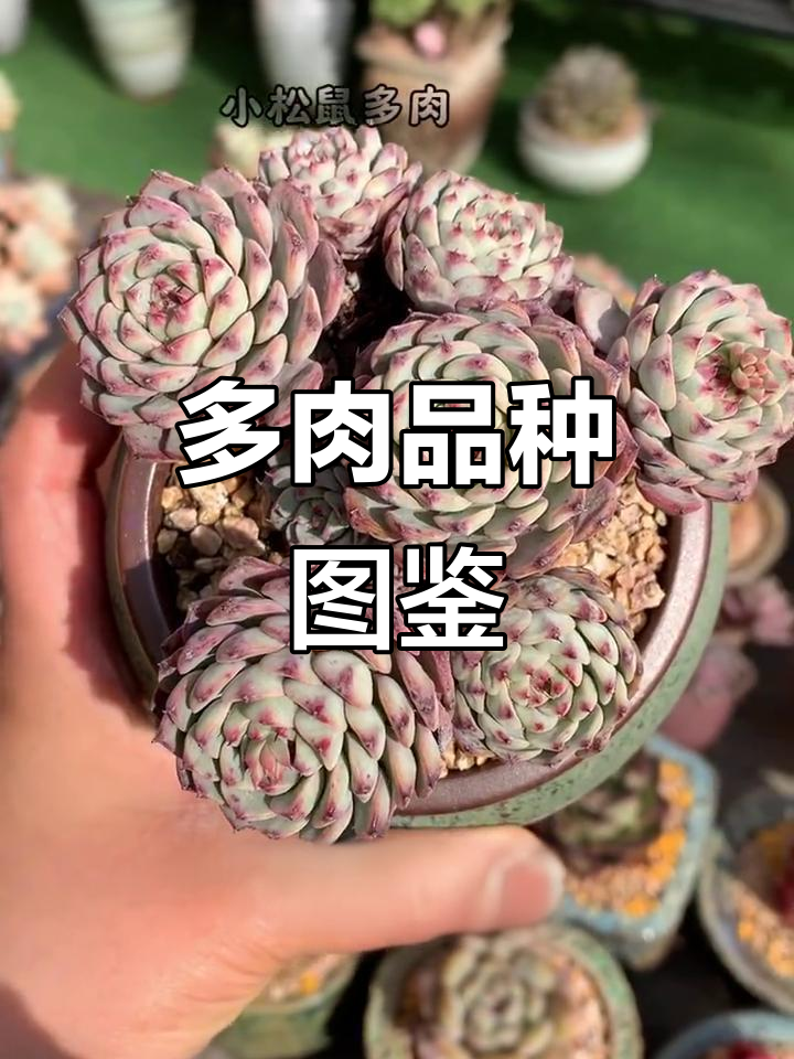 40种多肉植物大揭秘,看看你家里有哪些!
