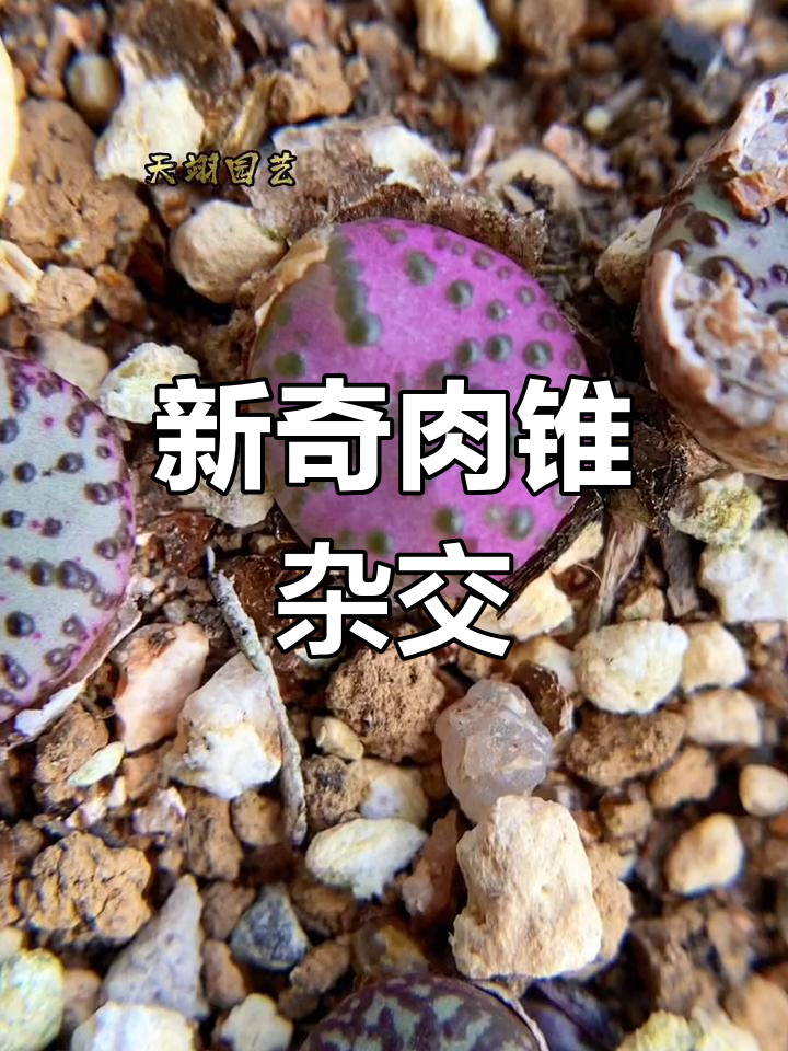 肉锥杂交新品种大揭秘,超萌企鹅嘴型多肉