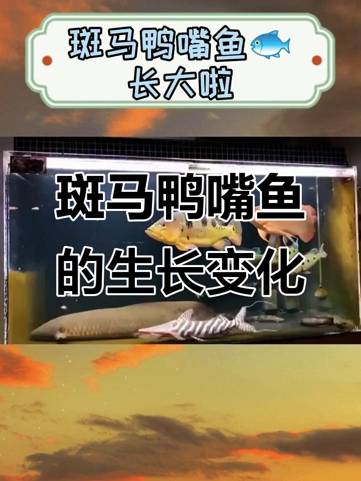 斑马鸭嘴鱼成长记:从夜行到成功养殖的秘诀