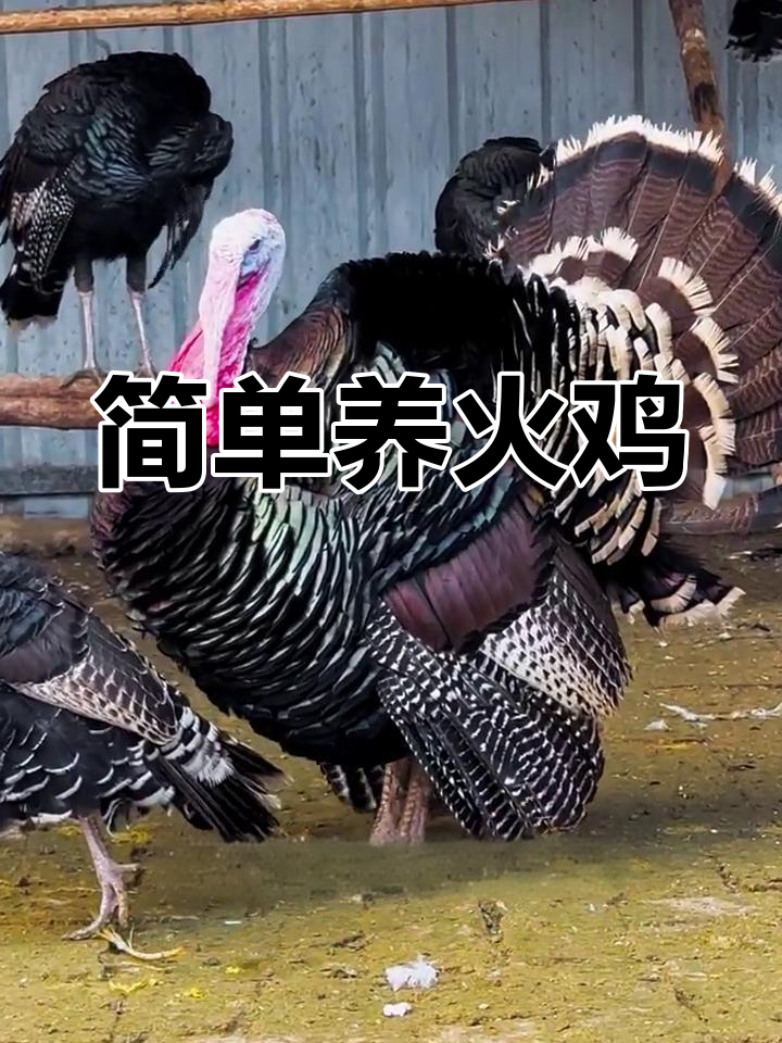 火鸡饲养全攻略