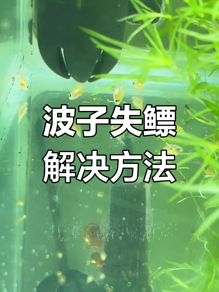 波子鱼失鳔怎么办?