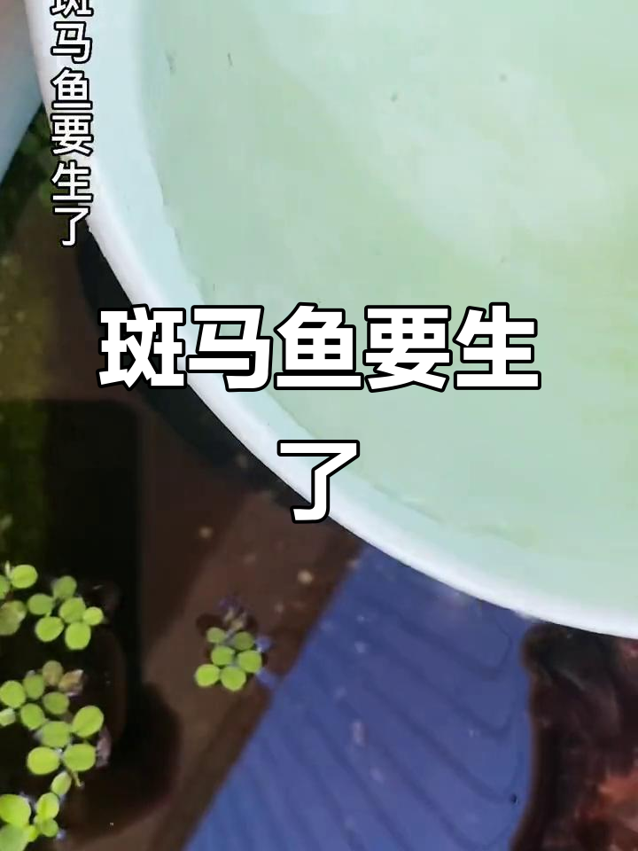 斑马鱼即将分娩，生命奇迹一触即发