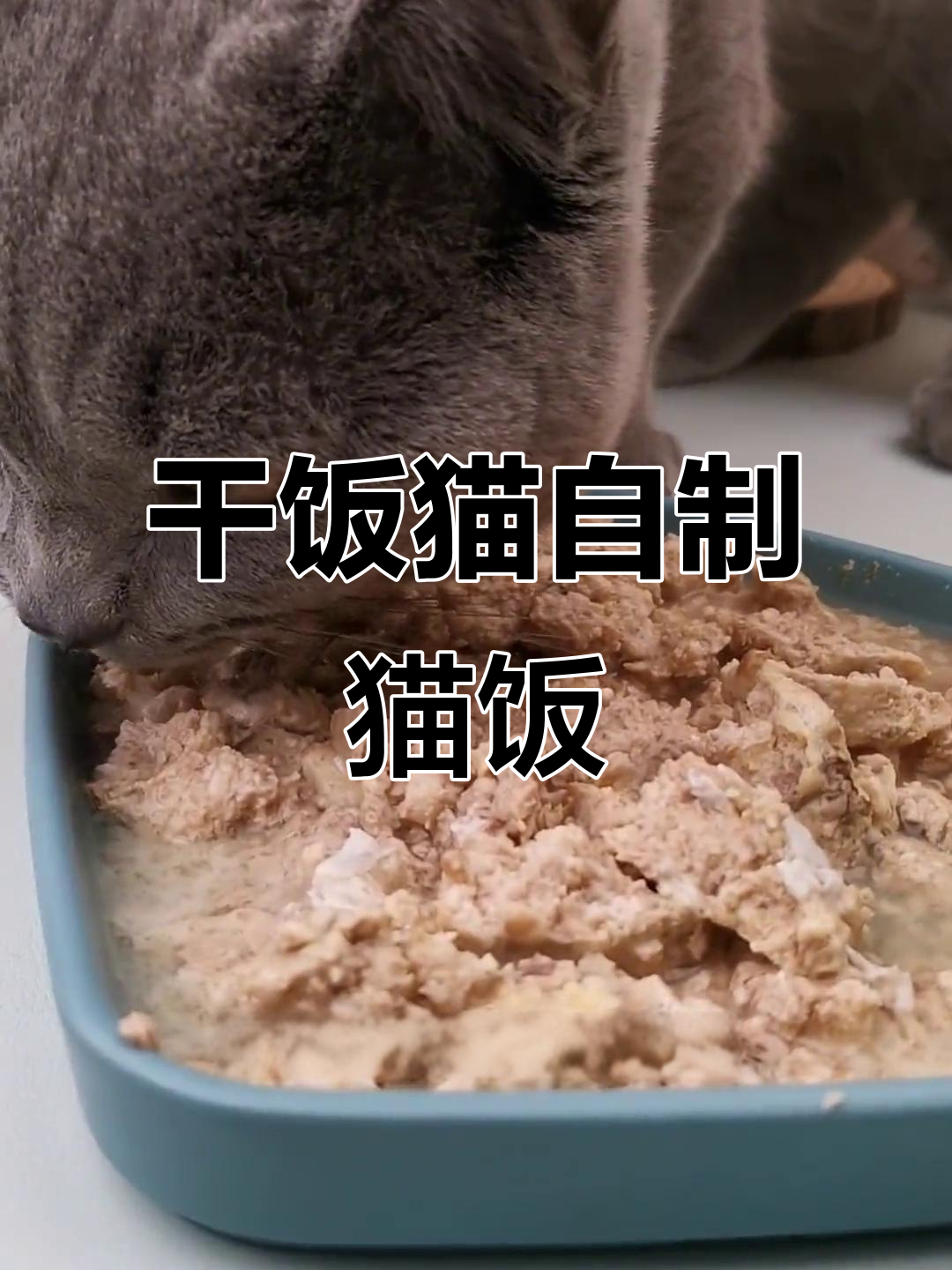 自制猫饭,营养又补水,猫咪吃得健康