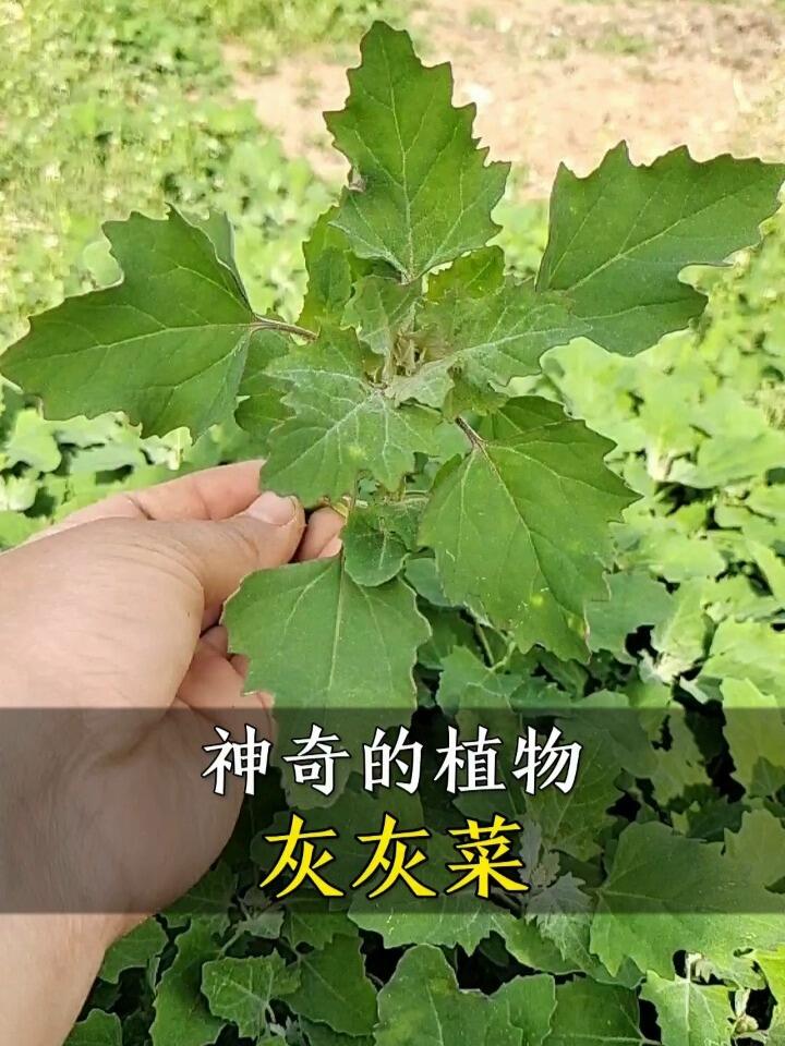 神奇的植物“灰灰菜”