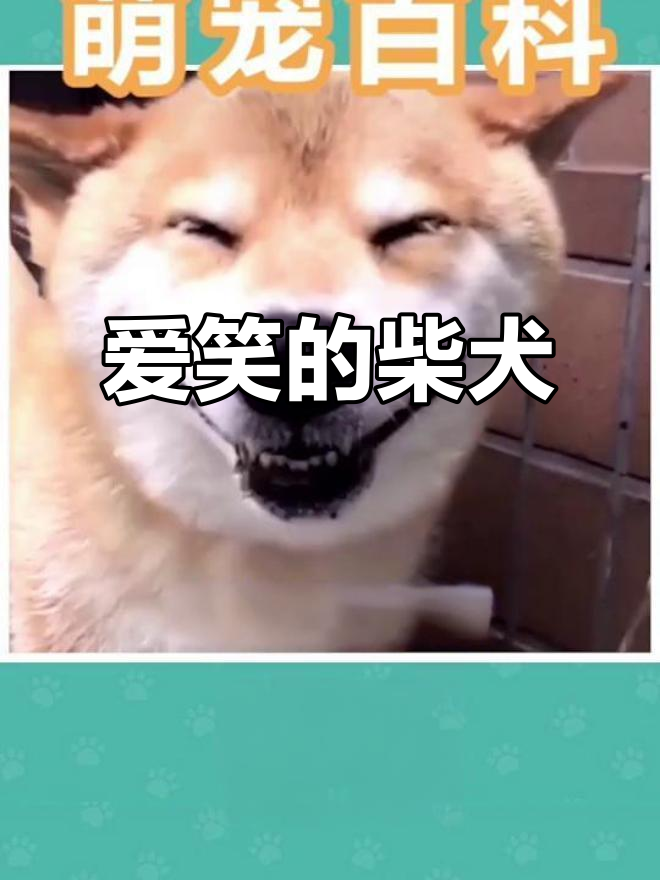 柴犬:爱笑、撒娇又傲娇,表情包萌宠来袭