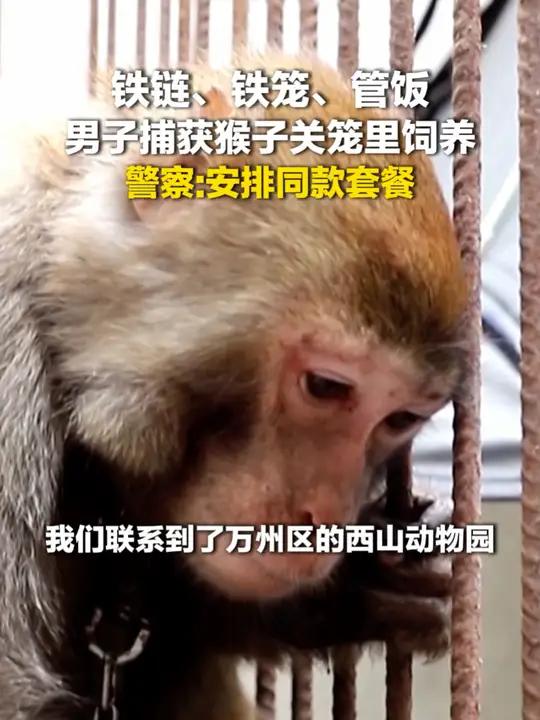 铁链 铁笼 管饭 男子捕获猴子饲养 社会百态没有买卖就没有伤害近日,云阳县公安局沙沱派出所