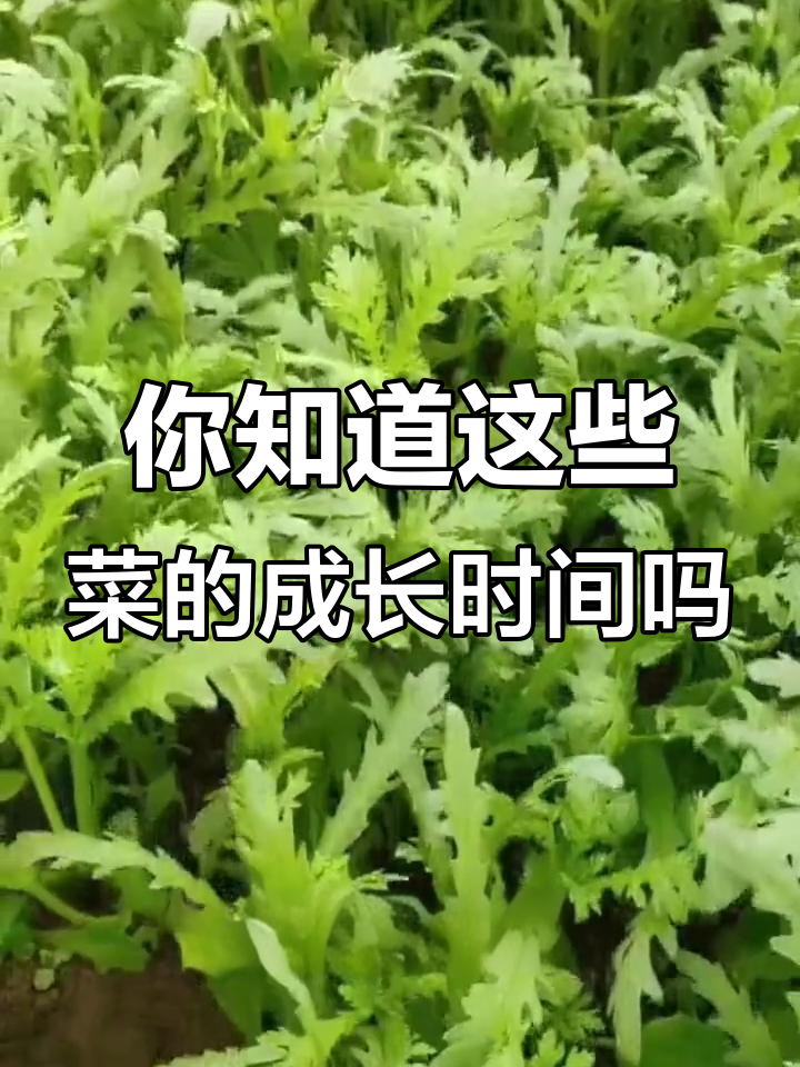 蔬菜生长周期大揭秘，哪些菜长得快？