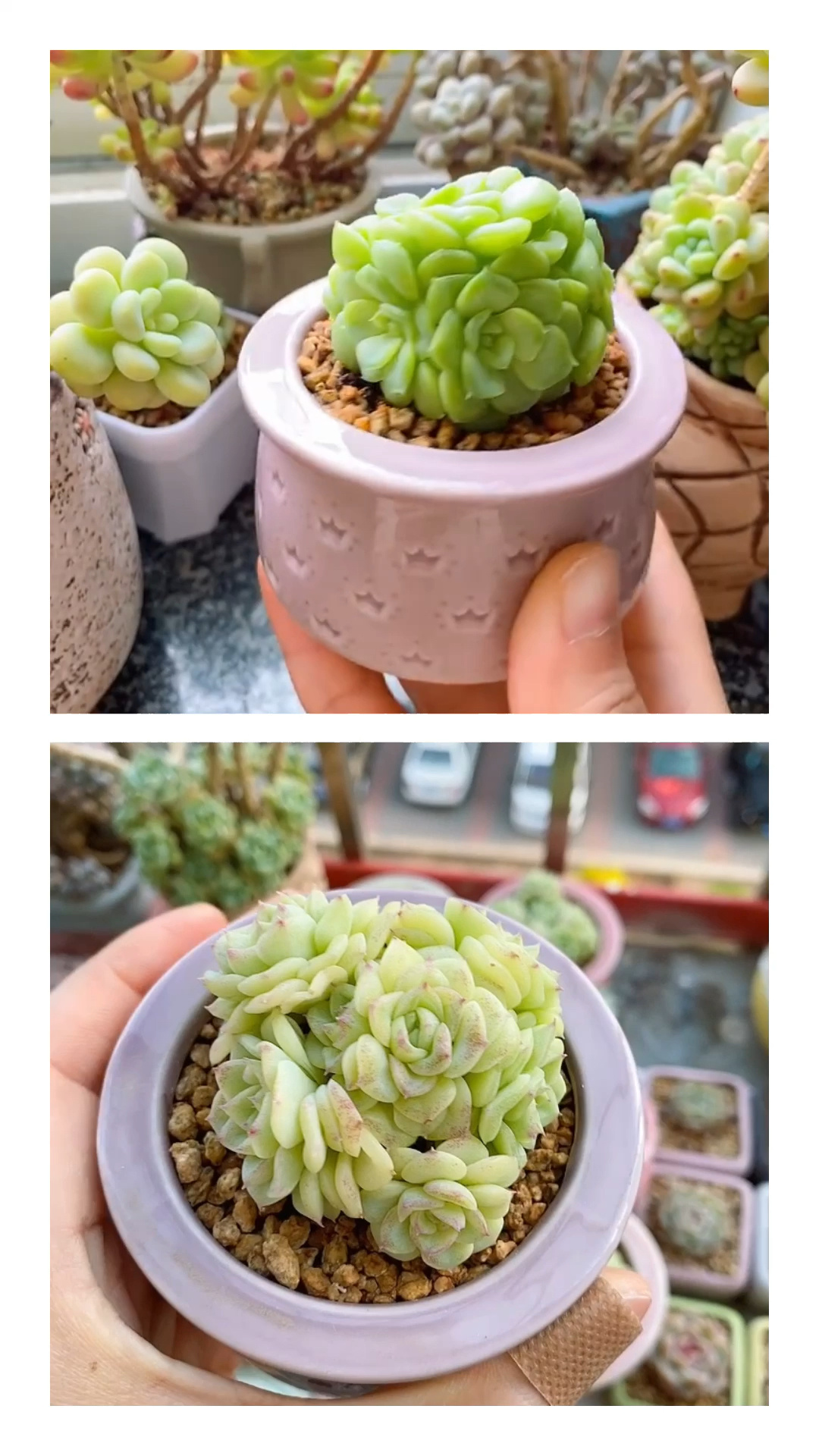 多肉白天鹅半年的变化!