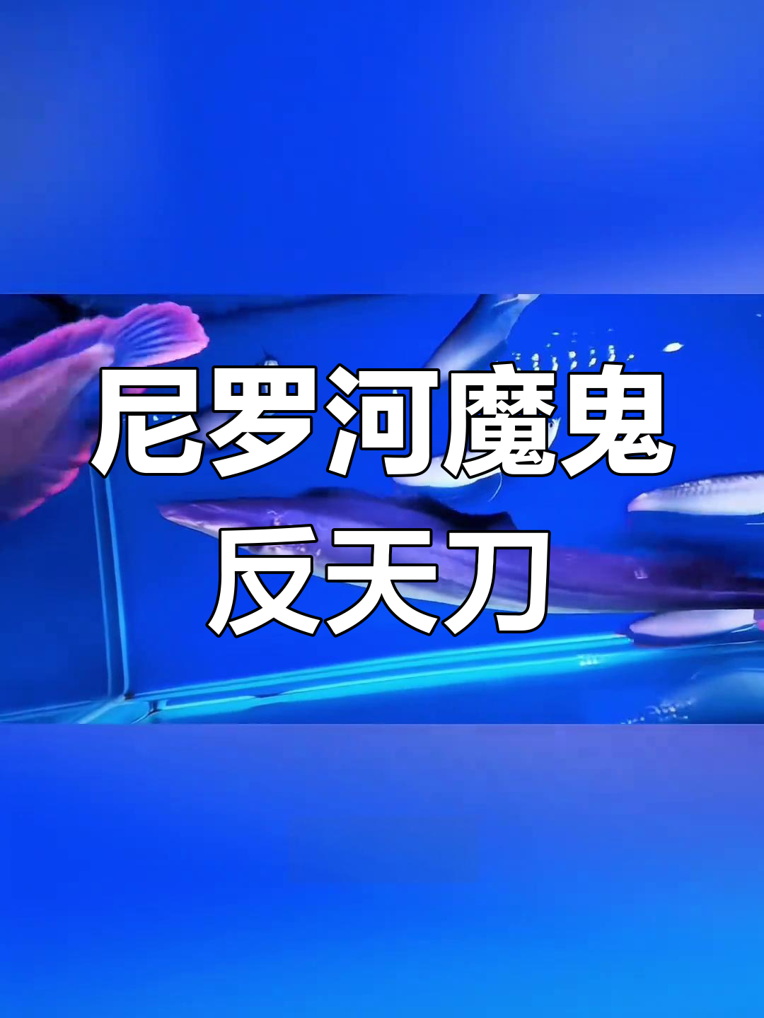 尼罗河魔鬼反天刀:大型肉食性夜行鱼,性格凶猛