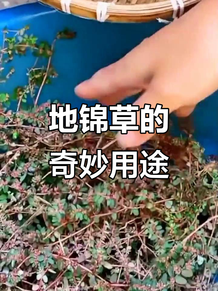 地锦草,常见却有妙用,懂它的人常采来备用