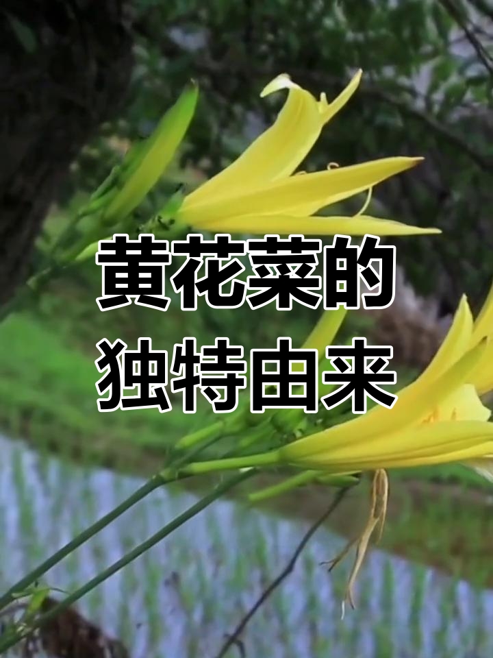 为什么“黄花菜都凉了”而不是其他蔬菜?揭秘背后的故事