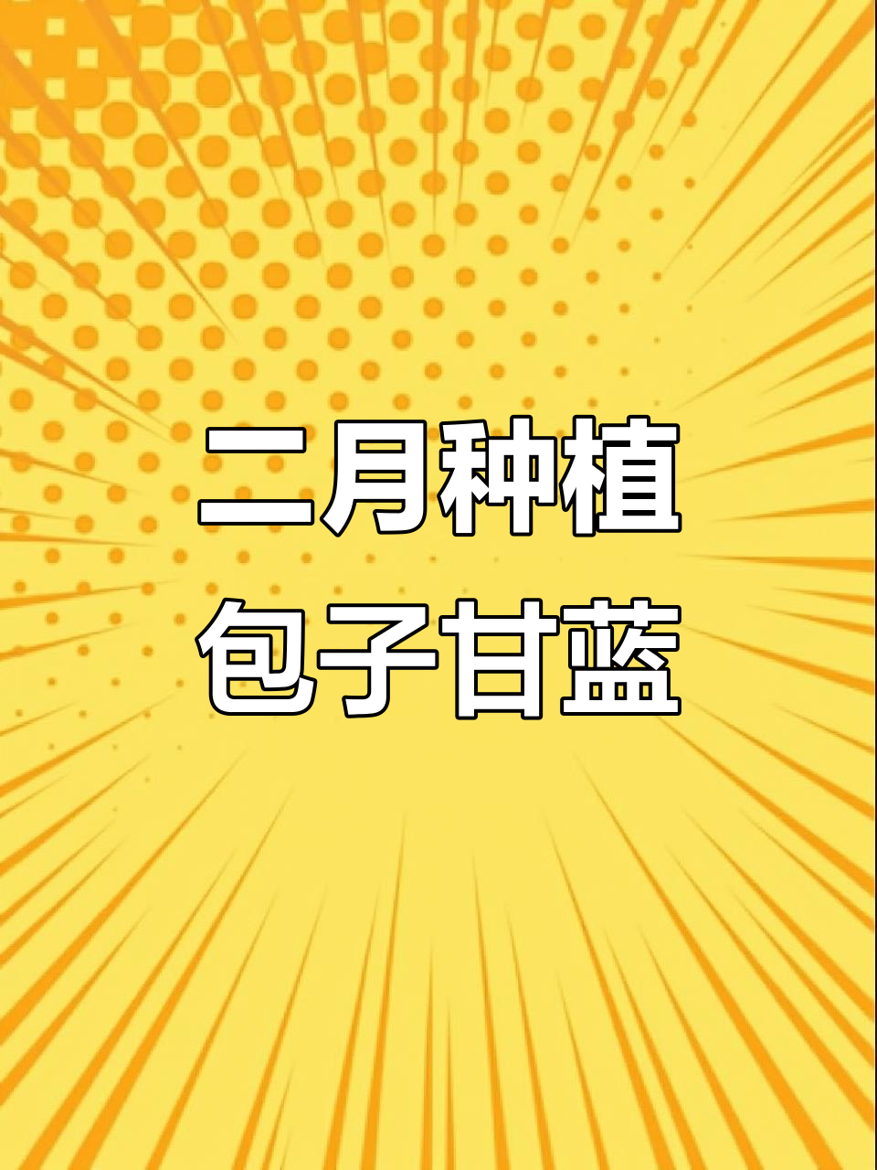 春季种包子甘蓝,美味又营养,四月就能收获!