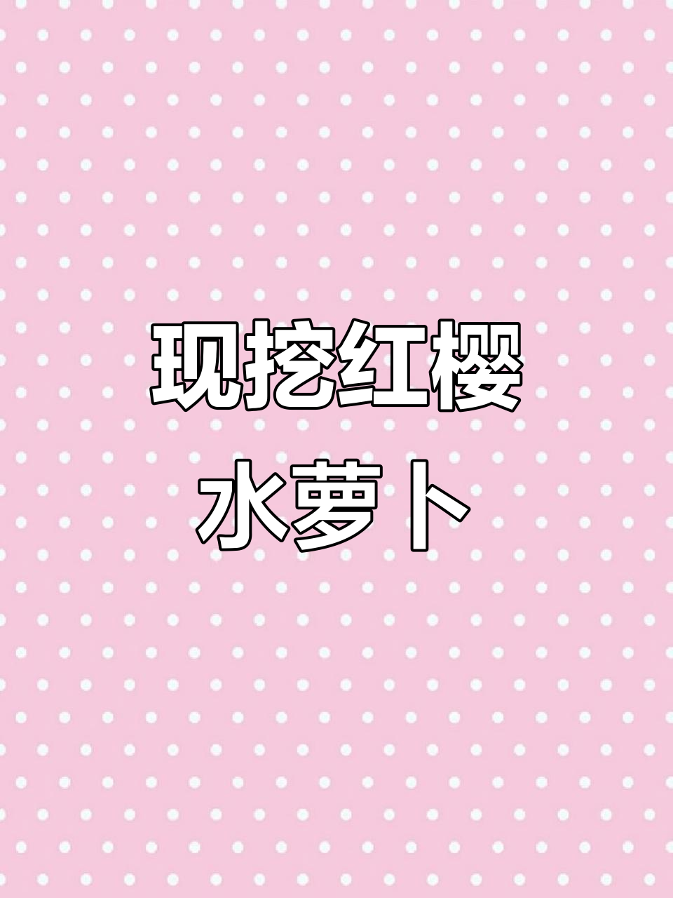 冬季东北红樱水萝卜,新鲜现挖,蘸酱菜必备