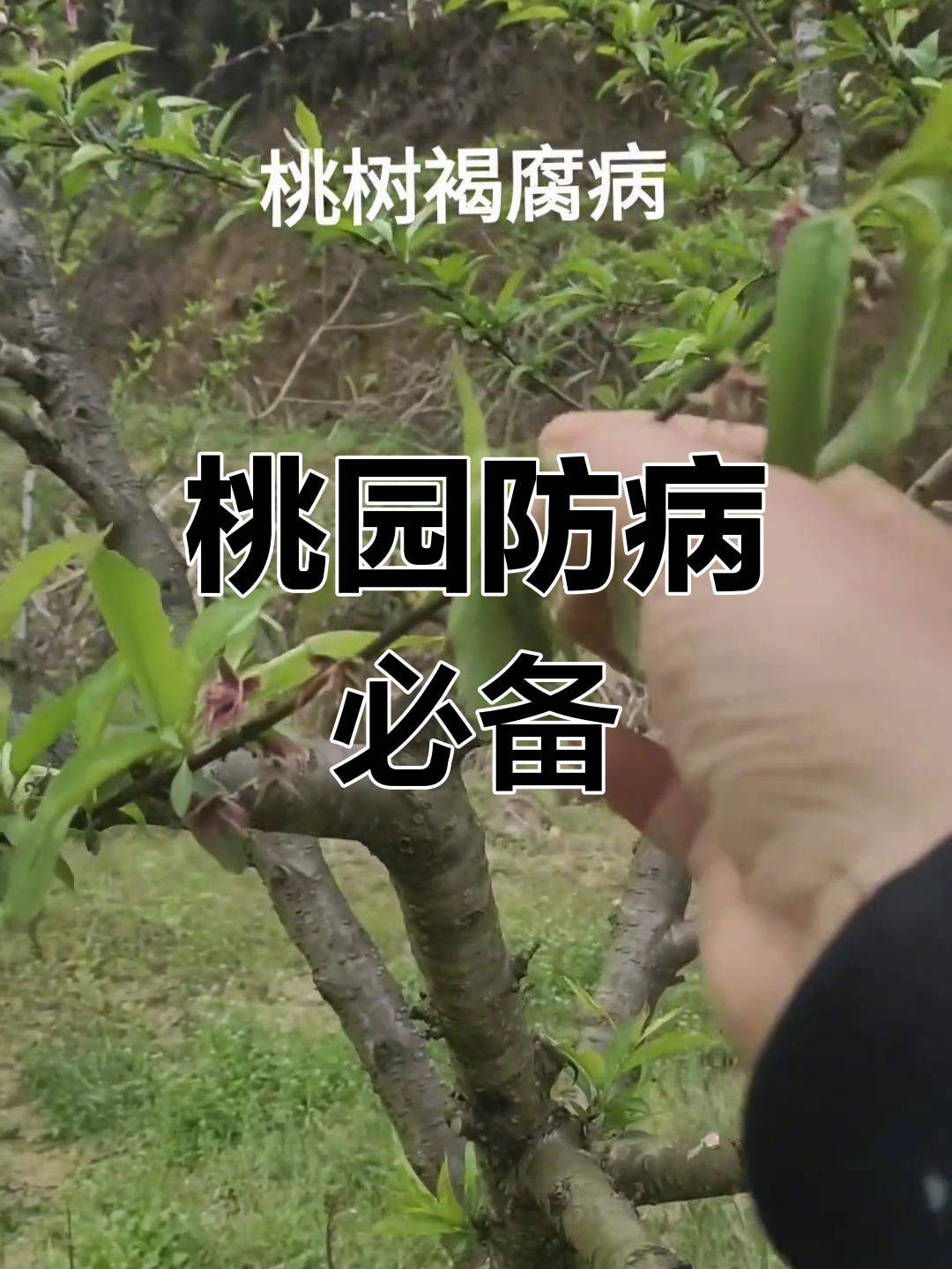 桃树褐腐病症状与防治方案