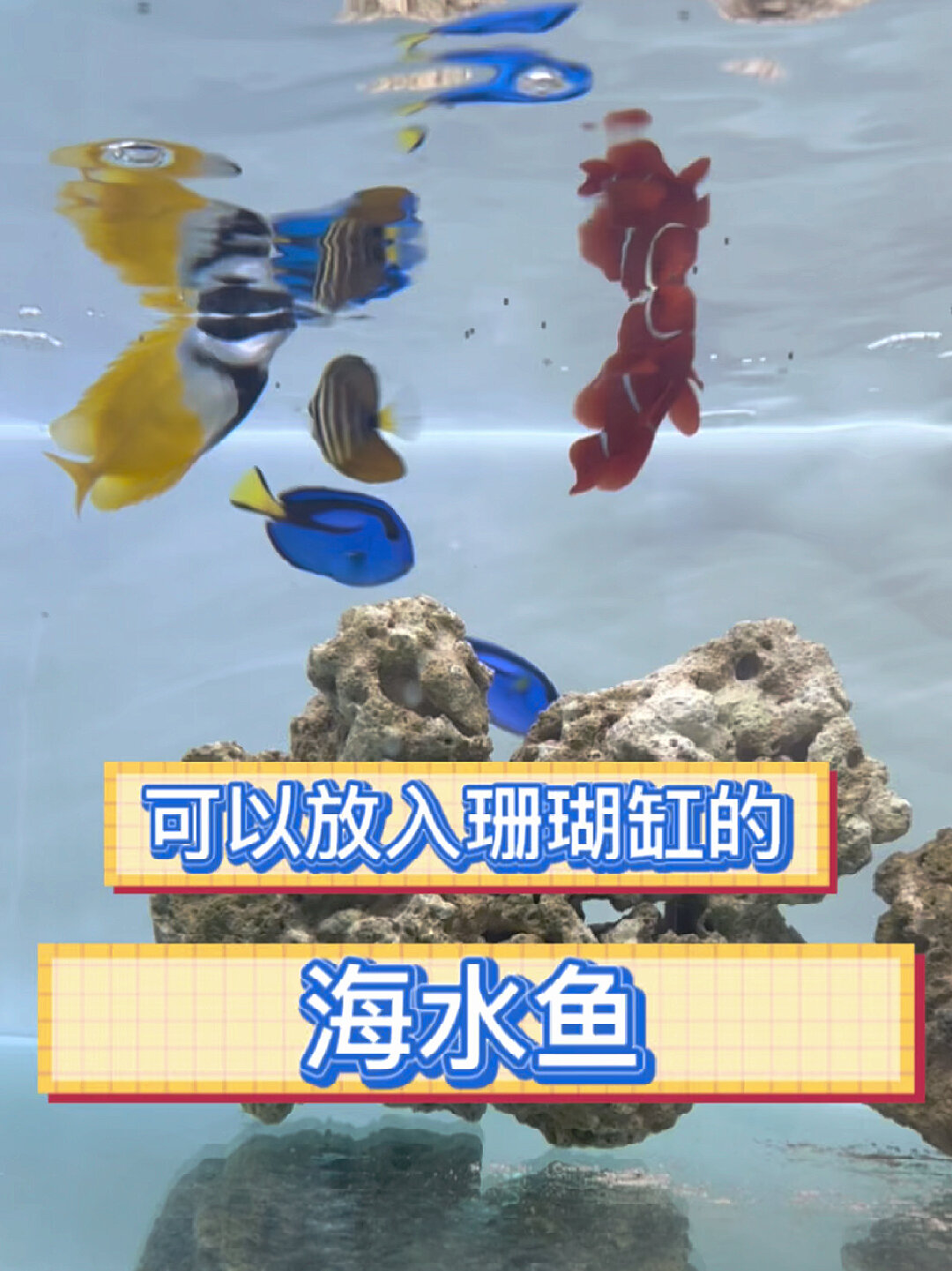 哪些海水鱼可以放入珊瑚缸