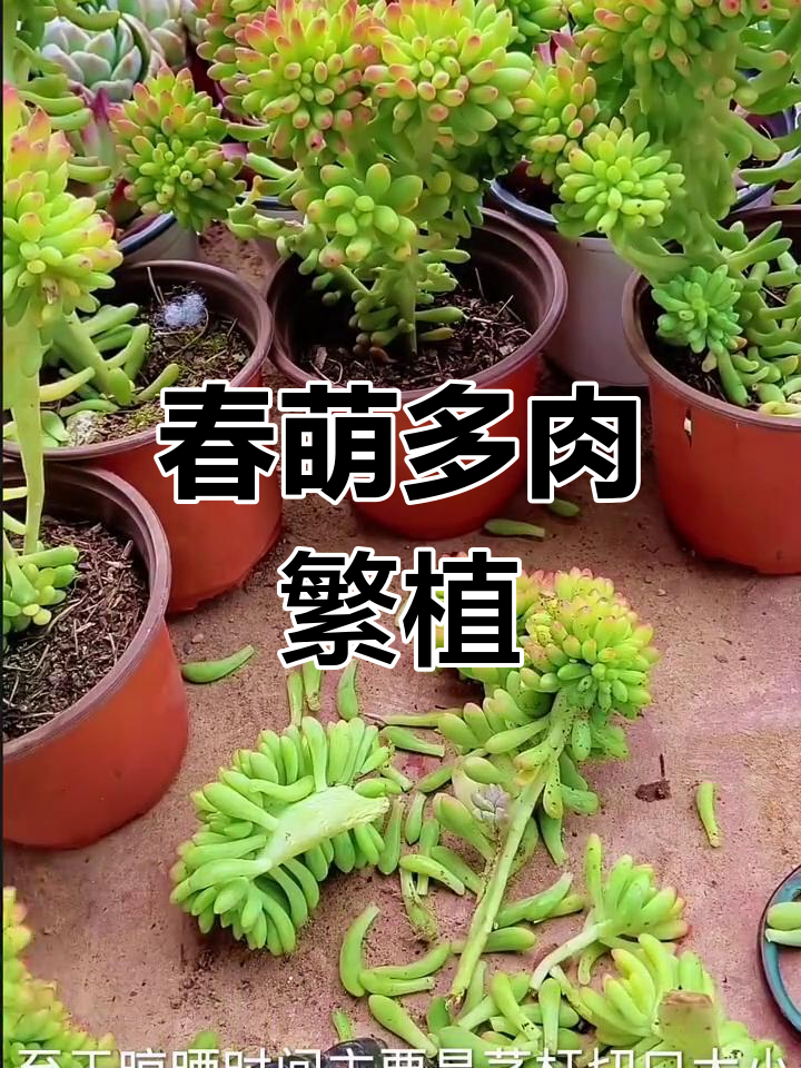 多肉春萌繁殖技巧