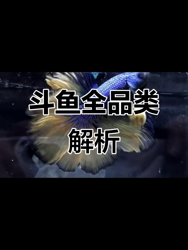 斗鱼品种大揭秘：从纯色到锦鲤，一网打尽