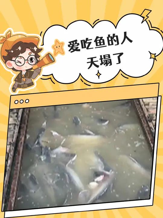 那我点外卖专门要点巴沙鱼算什么,算我大冤种吗 巴沙鱼 万万没想到 真实 震惊