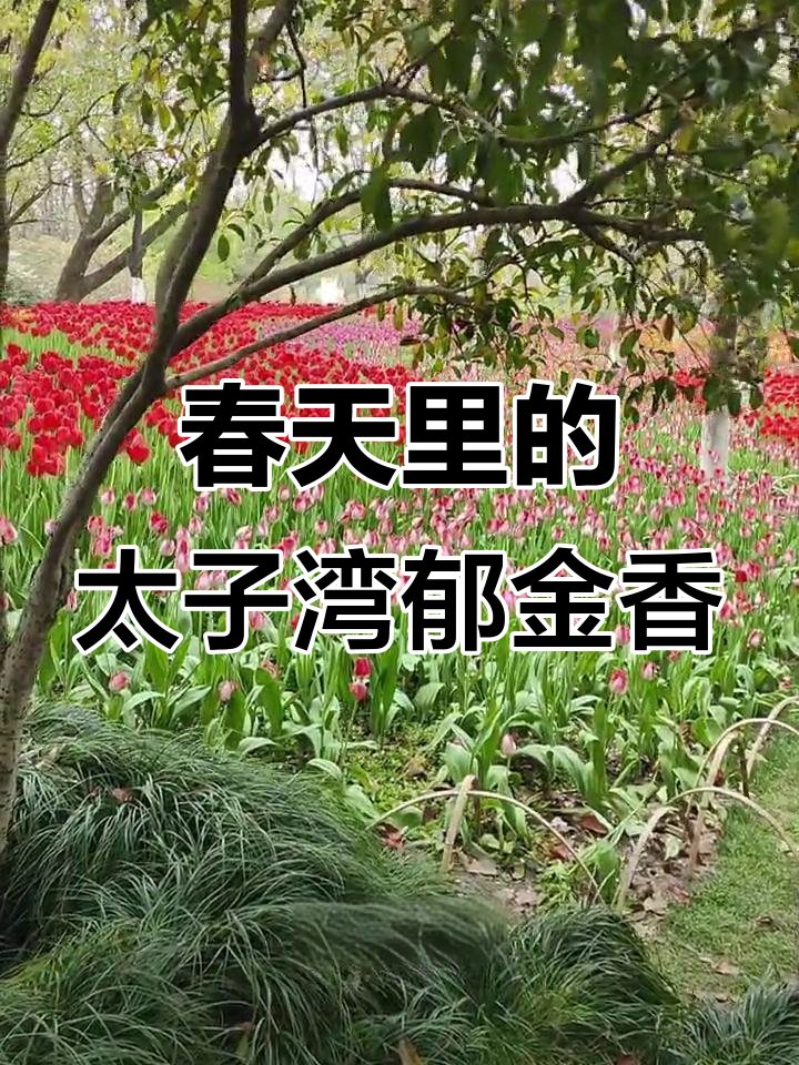 太子湾公园的郁金香盛开,春日美景尽收眼底