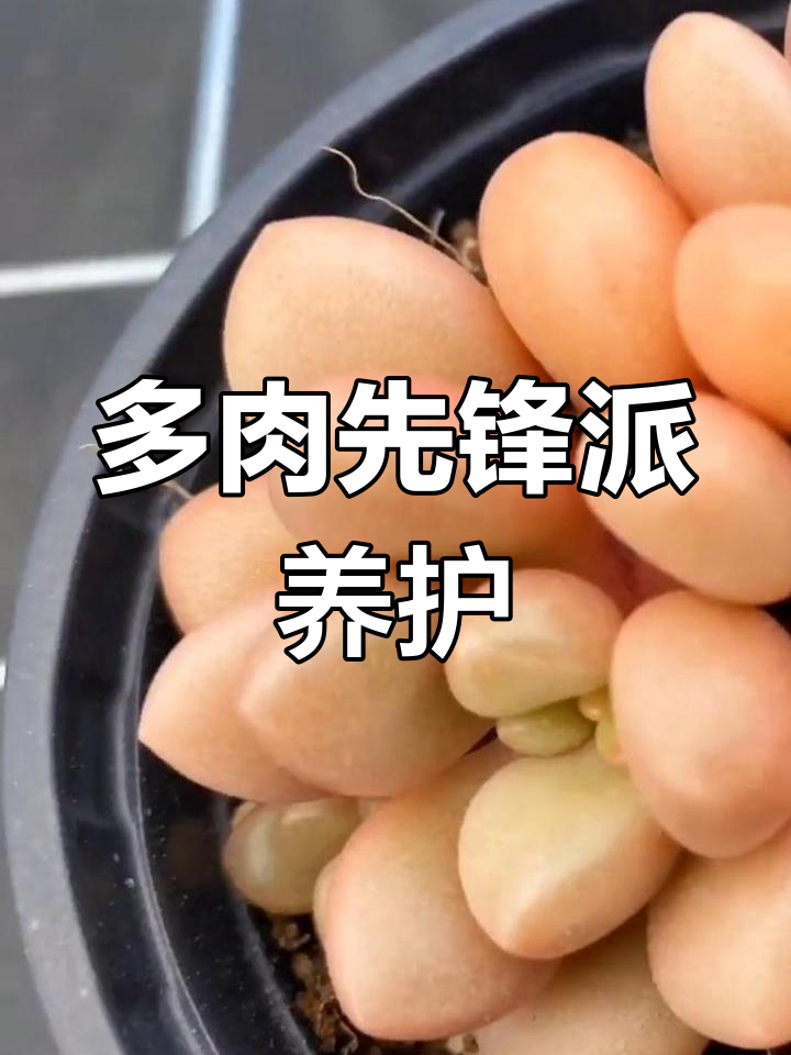 先锋派多肉养护技巧