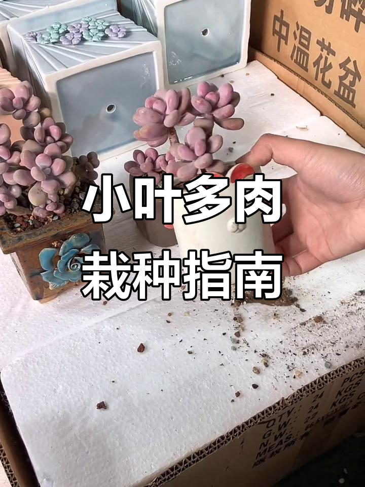 适合小叶多肉的盆土选择与种植技巧