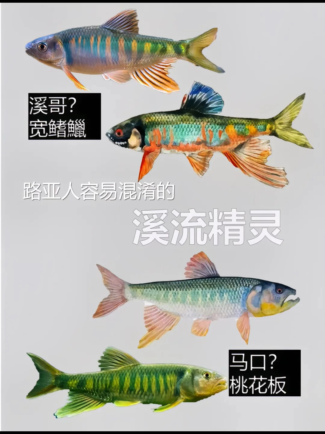 北京路亚最常见的三种鱼,溪哥 马口 白条
