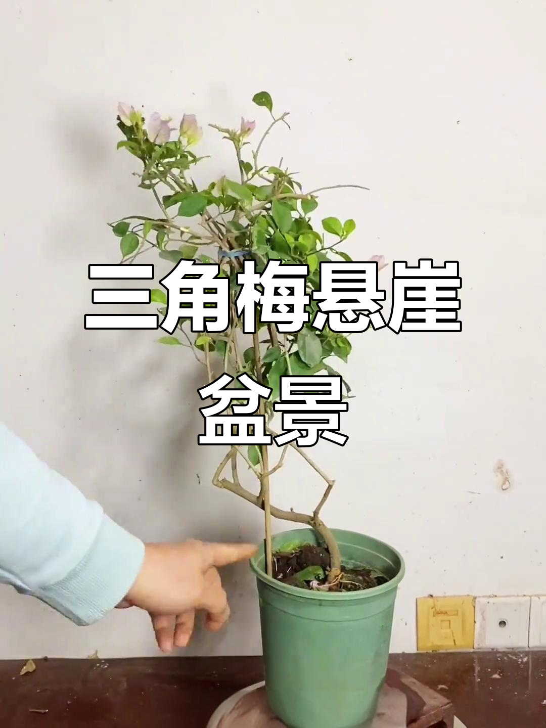 三角梅悬崖盆景制作技巧,打造独特造型