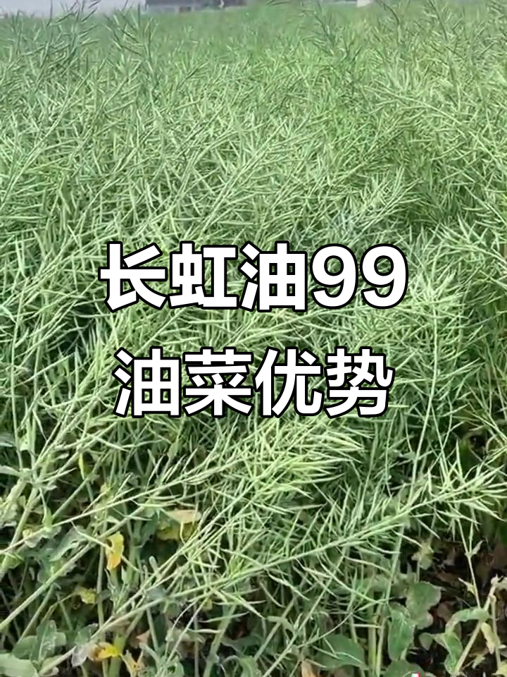 四川长虹油99油菜品种:高产、抗性强,长江流域皆宜种