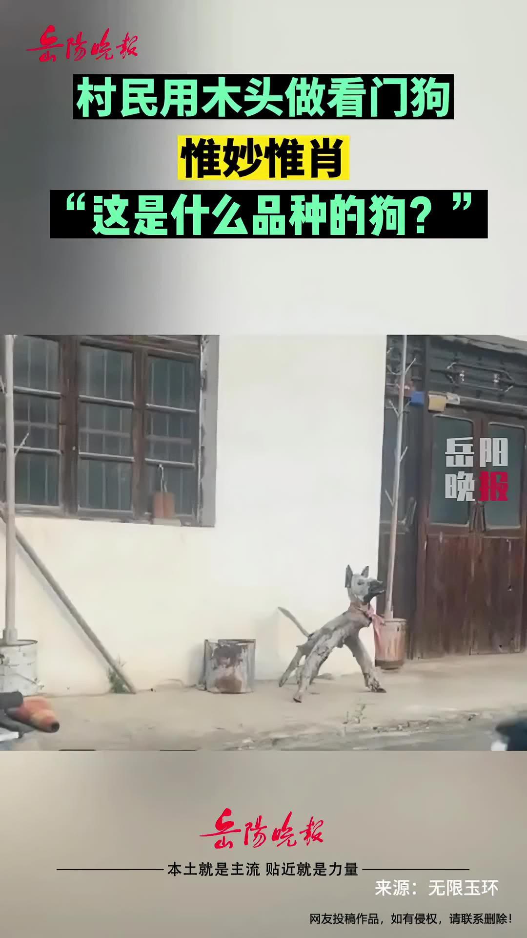 6月12日 江苏,村民用木头做看门狗,惟妙惟肖,“这是什么品种的狗?”