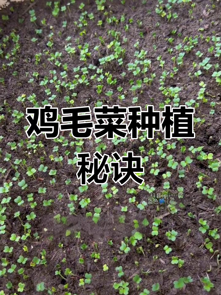 鸡毛菜种植轻松上手,撒播即长,适合新手!