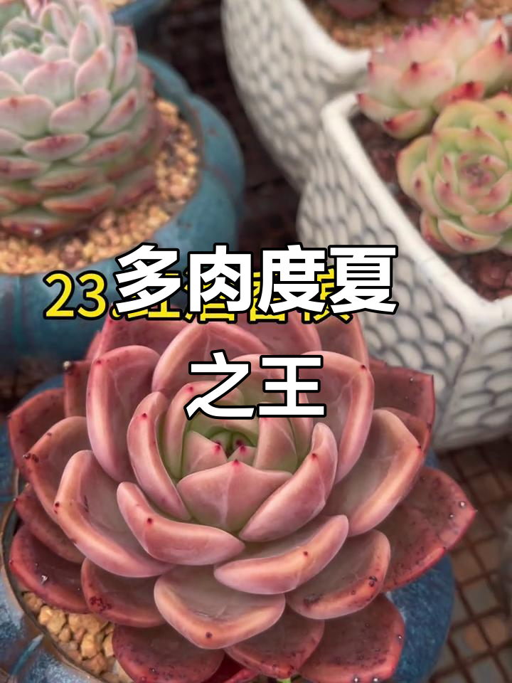 夏季多肉王者盘点,这些品种最耐热