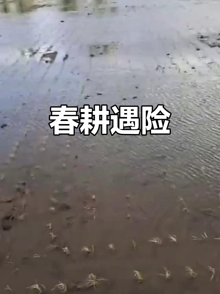 春耕季节的生死时速:霜冻来袭,秧苗能否挺过这一关?
