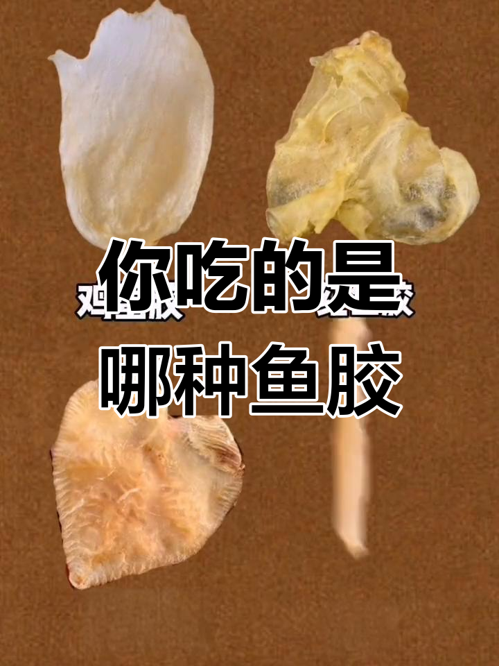 鱼胶段位大揭秘,你是哪个级别?