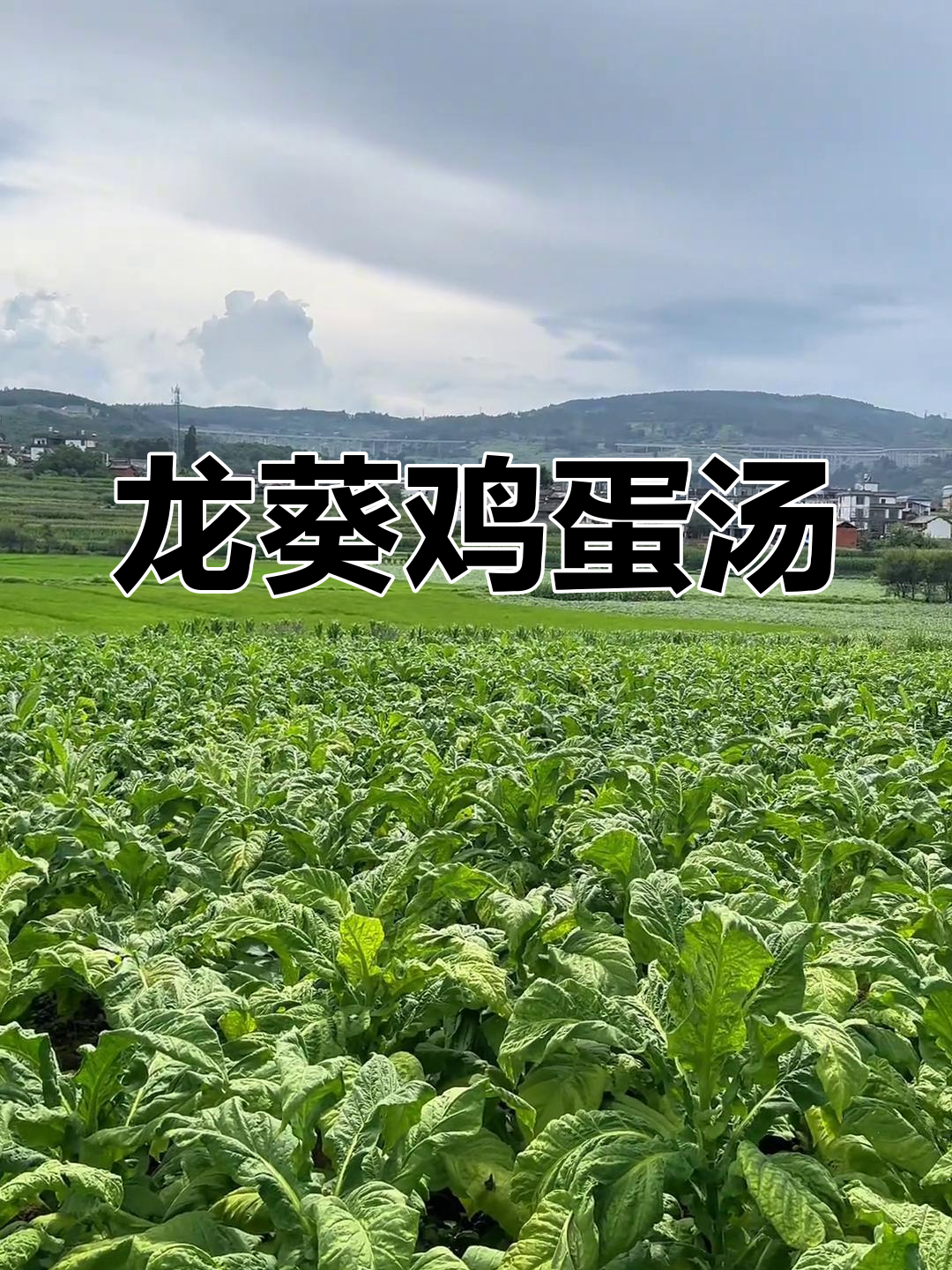 苦圈圈与鸡蛋汤的完美搭配,秋日野菜美味来袭