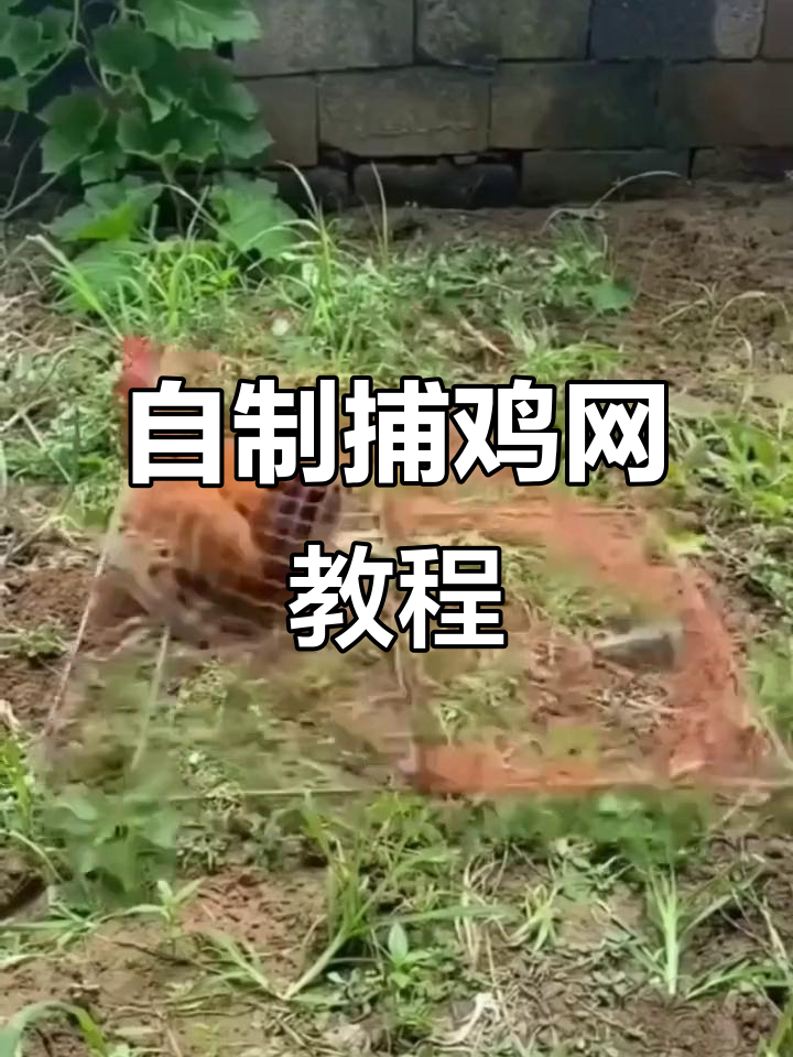 铁丝网笼子制作技巧,轻松抓鸡不费力